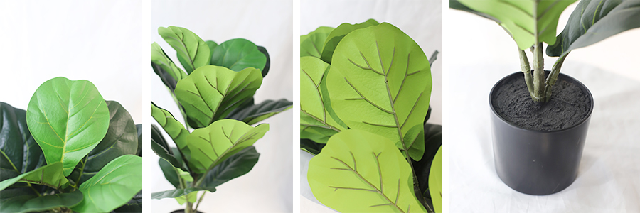 56cm Ficus Microcarpa In Plastic Pot