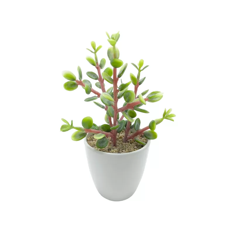 Succulent In Melamine Pot