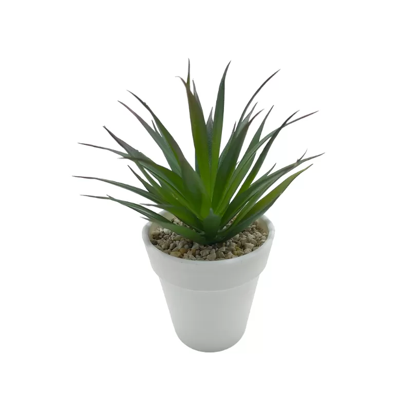 Succulent In Plastic Pot