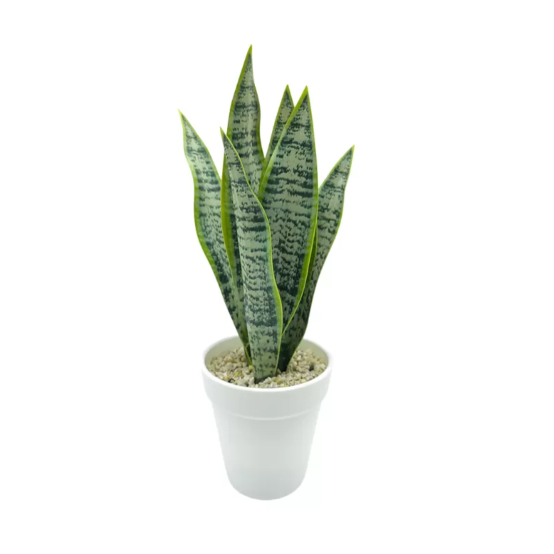 Sansevieria trifasciata Prain In Plastic Pot