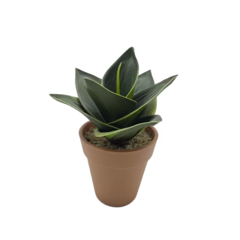 Snake Plant In Plastic Pot