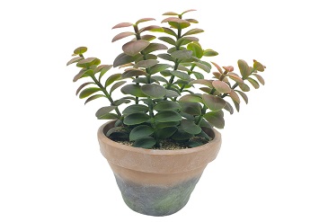 Artificial Succulents Vs Living Succulents