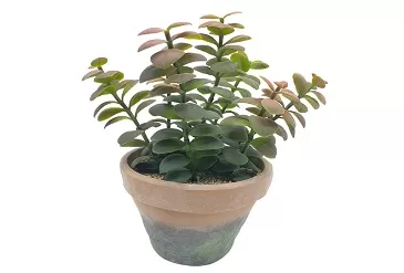 Artificial Succulents Vs Living Succulents