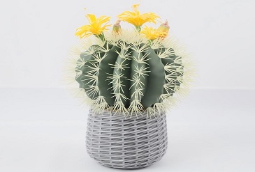 Artificial Cactus Decor for Minimalist Homes