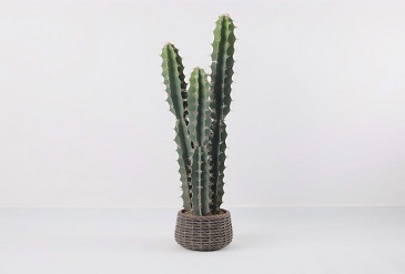 Creative Ways to Style Artificial Cactus Pots
