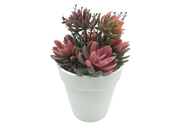 Artificial Cactus and Succulents for Modern Home Decor