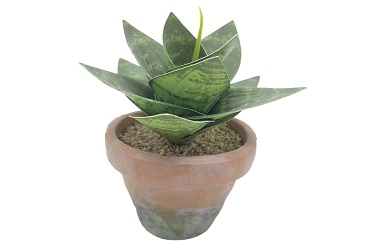 Using Artificial Cactus Plants in Outdoor Spaces