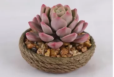 Artificial Succulents and Cactus Ideas for Minimalist Spaces