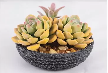 Decorating with Artificial Succulents and Cactus Plants
